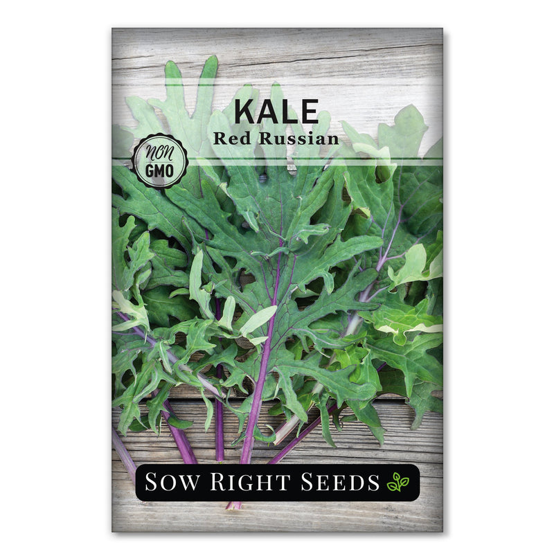 sweet ragged jack vegetable red russian kale seeds for sale