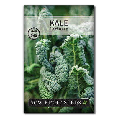 vegetable lacinato kale seeds