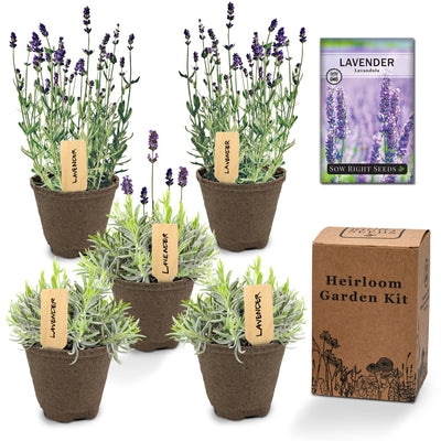 lavender herb starter kit with healthy young lavender plants and heirloom garden kit box