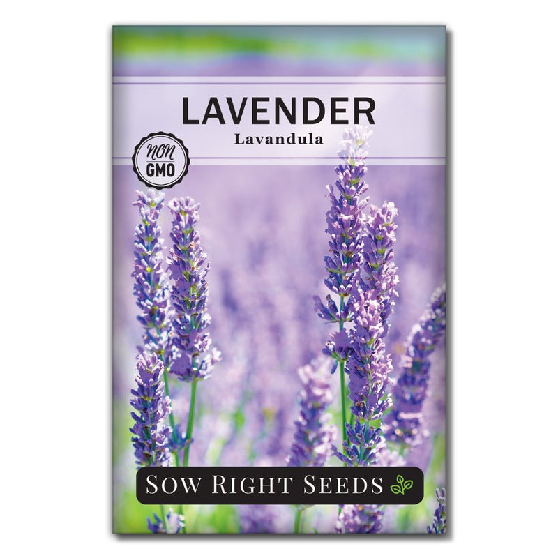 purple herb lavender seeds