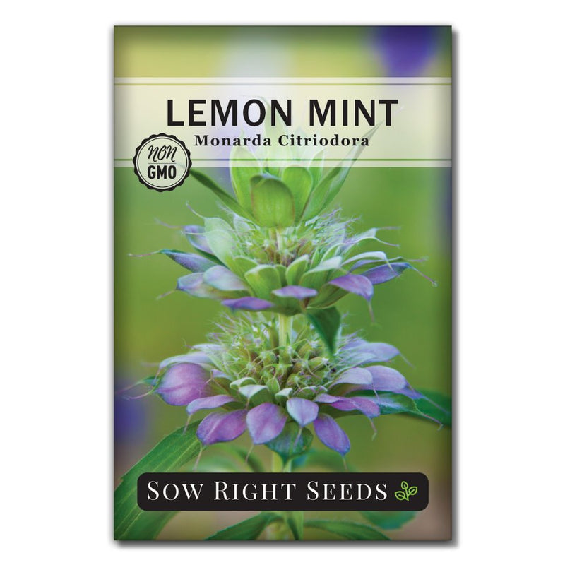 delicious herbal tea lemon mint seeds for sale