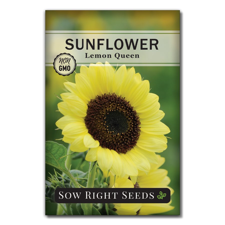 Lemon Queen Sunflower Seeds for Planting Easy to Grow Sow Right Seeds