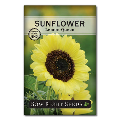 sorbet yellow sunflower seeds for sale