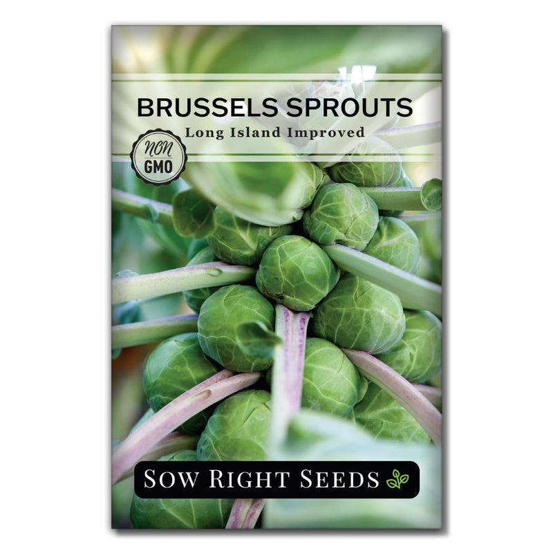dark green flavorful vegetable long island brussels sprouts seeds for sale