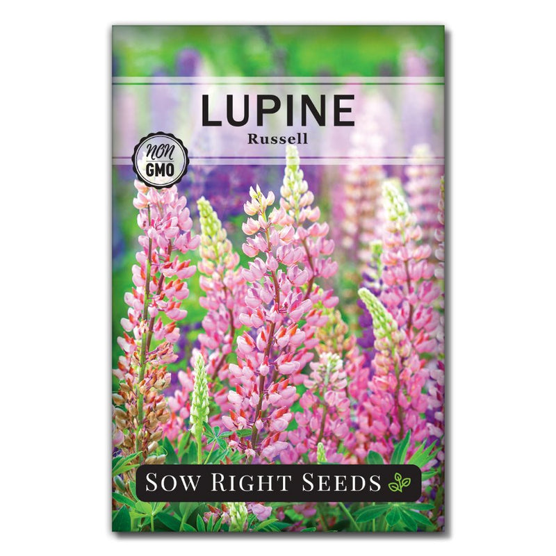 pink lupine seeds for sale