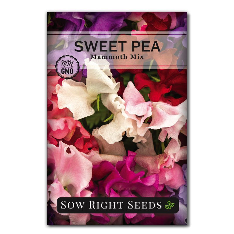 sweet pea flower seeds for sale Mammoth Mix Sweet Pea Seeds for Planting