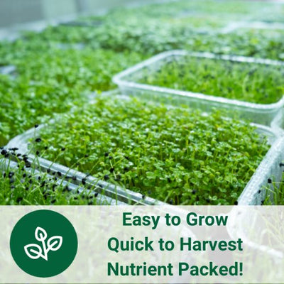 easy to grow quick to harvest nutrient dense grow your own microgreens indoors