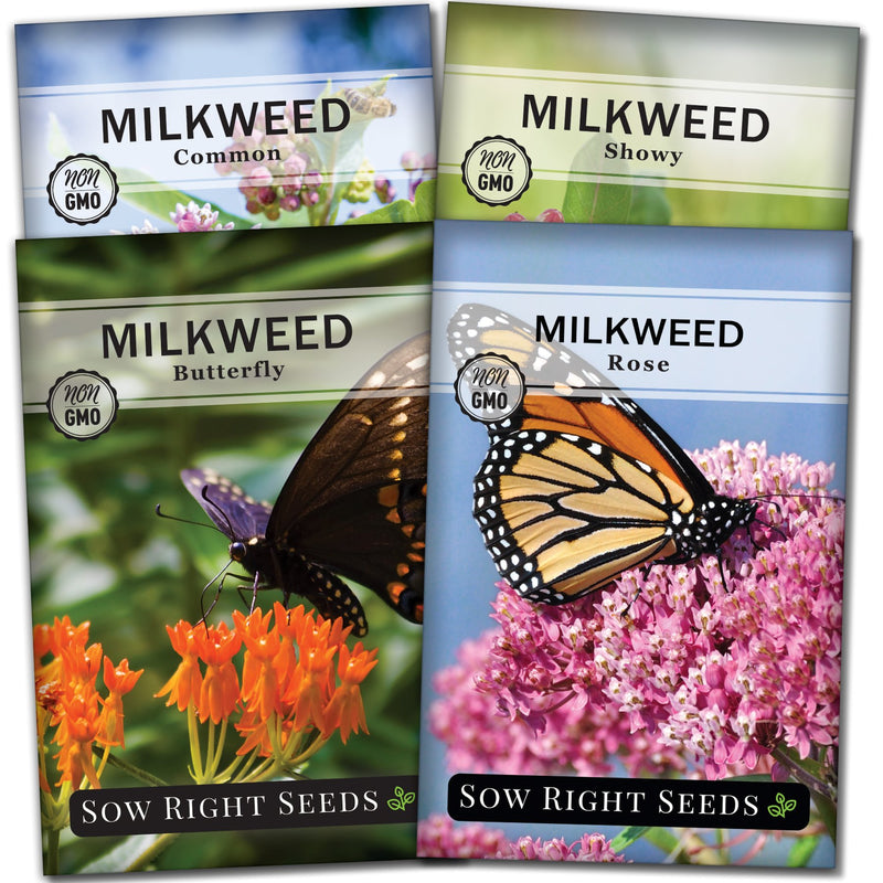 milkweed seed packet collection with 4 varieties for sale