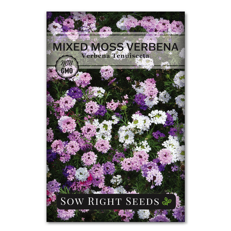 mixed moss verbena seeds for planting