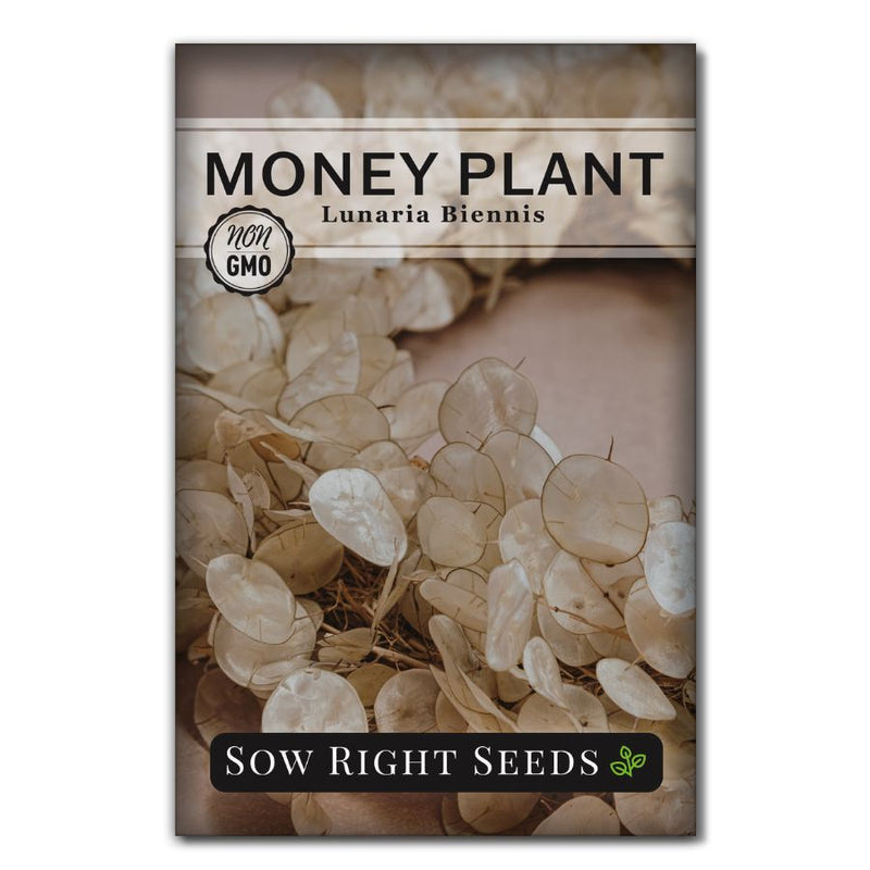 rare silver coin like moneyplant seeds for sale