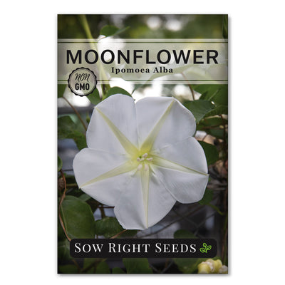 evening blooming large flower moonflower seeds