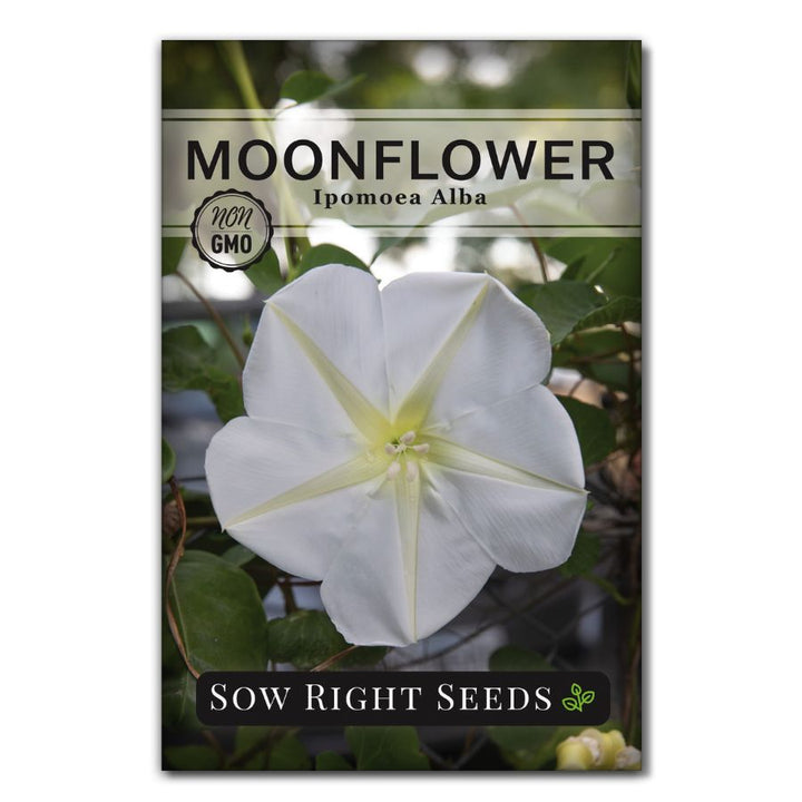 moon flower plant seed pods Moonflower Seeds for Planting