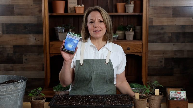 heavenly blue morning glory product video why you should grow morning glory sow right seeds video media
