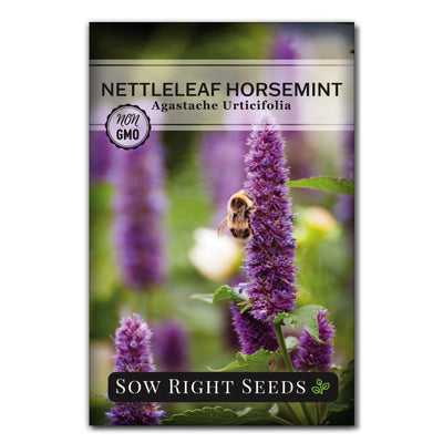 purple flowering native nettleleaf horse mint seeds for sale