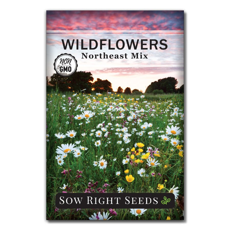 mix of annual perennial wildflower seeds for the northeast for sale