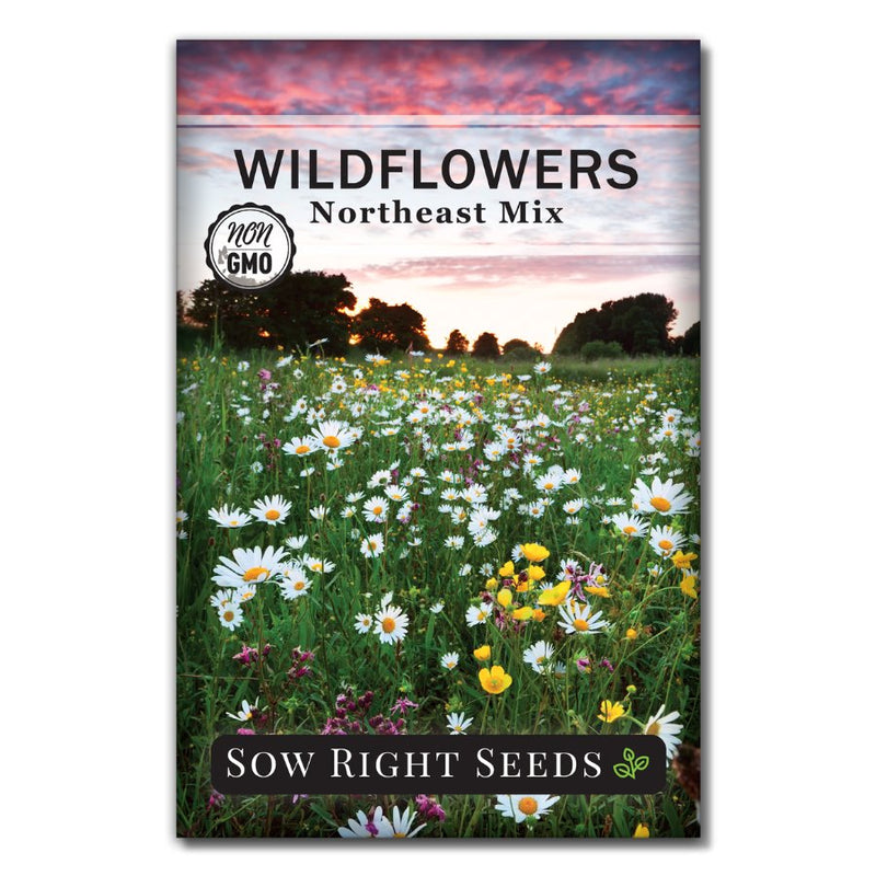 wildflower seed for sale Northeast Region Wildflower Seeds