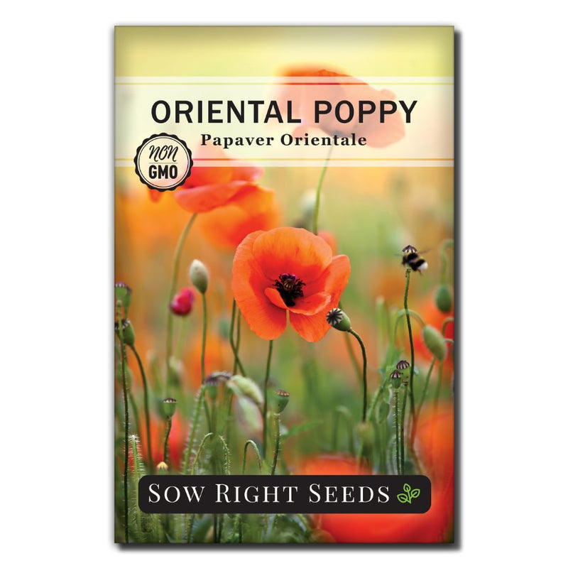 delicate orange poppy flower seeds for sale