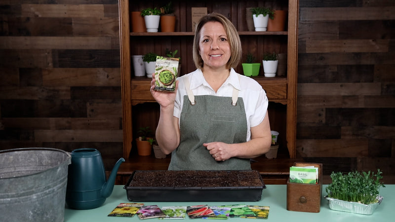 Mammoth Melting Pea product video why you should grow pea seeds sow right seeds video media