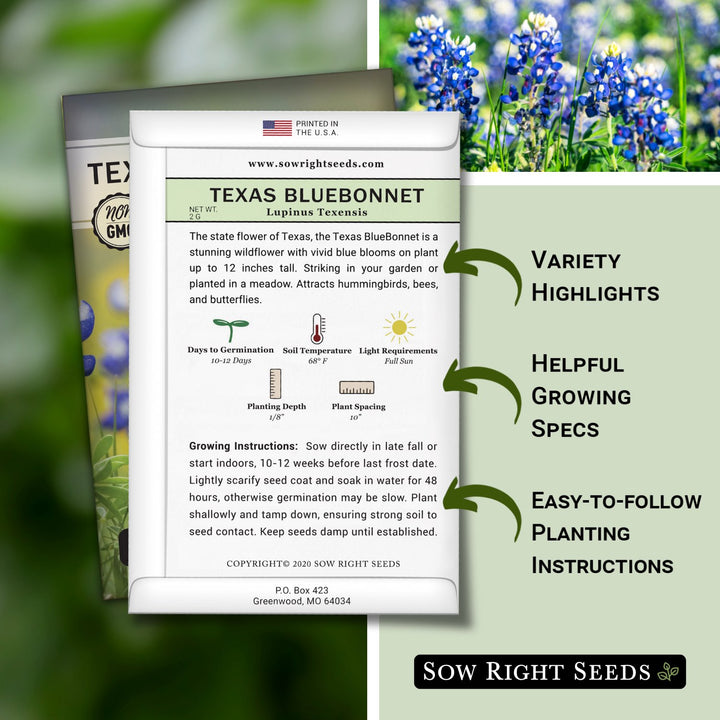 planting bluebonnets from seed Texas BlueBonnet
