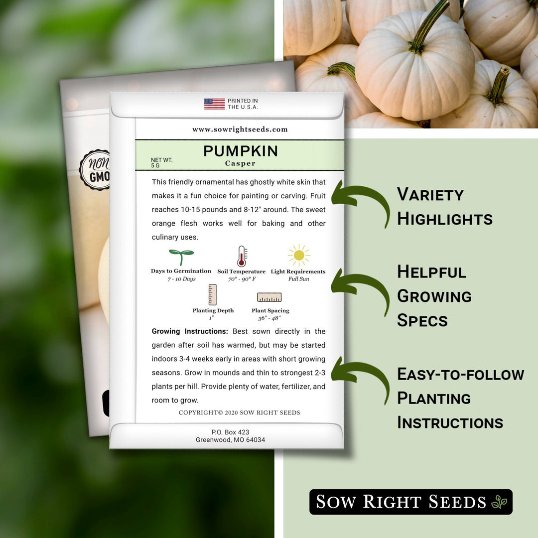 pumpkin seeds for planting near me Sow Right Seeds - White Casper Pumpkin Seed for Planting