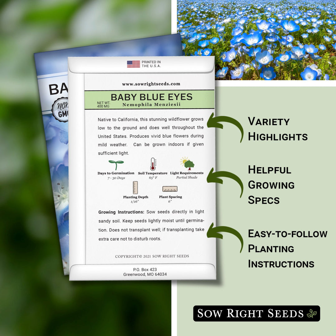 wildflower seeds planting instructions Baby Blue Eyes Seeds to Plant