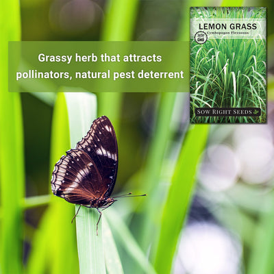 winged pollinator on lemon grass grassy herb that attracts pollinators natural pest deterrent
