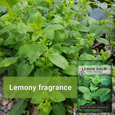 grow lemon balm in your garden for a lemony fragrance