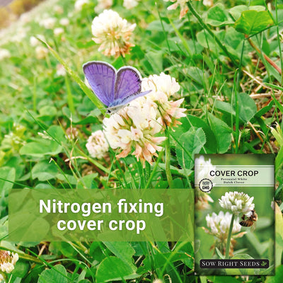 perennial dutch white clover bloom with moth landing on flower nitrogen fixing cover crop