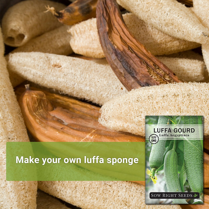 loofah sponges with text make your own luffa sponge