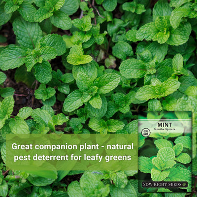productive mint plant great companion plant natural pest deterrent for leafy greens