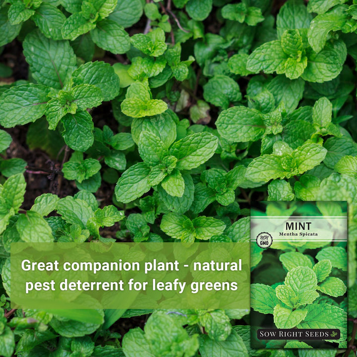 mint seeds for planting Sow Right Seeds Mint Seed for Planting Non GMO Heirloom Packet with Instructions to Plant an Herbal Tea Garden Ind