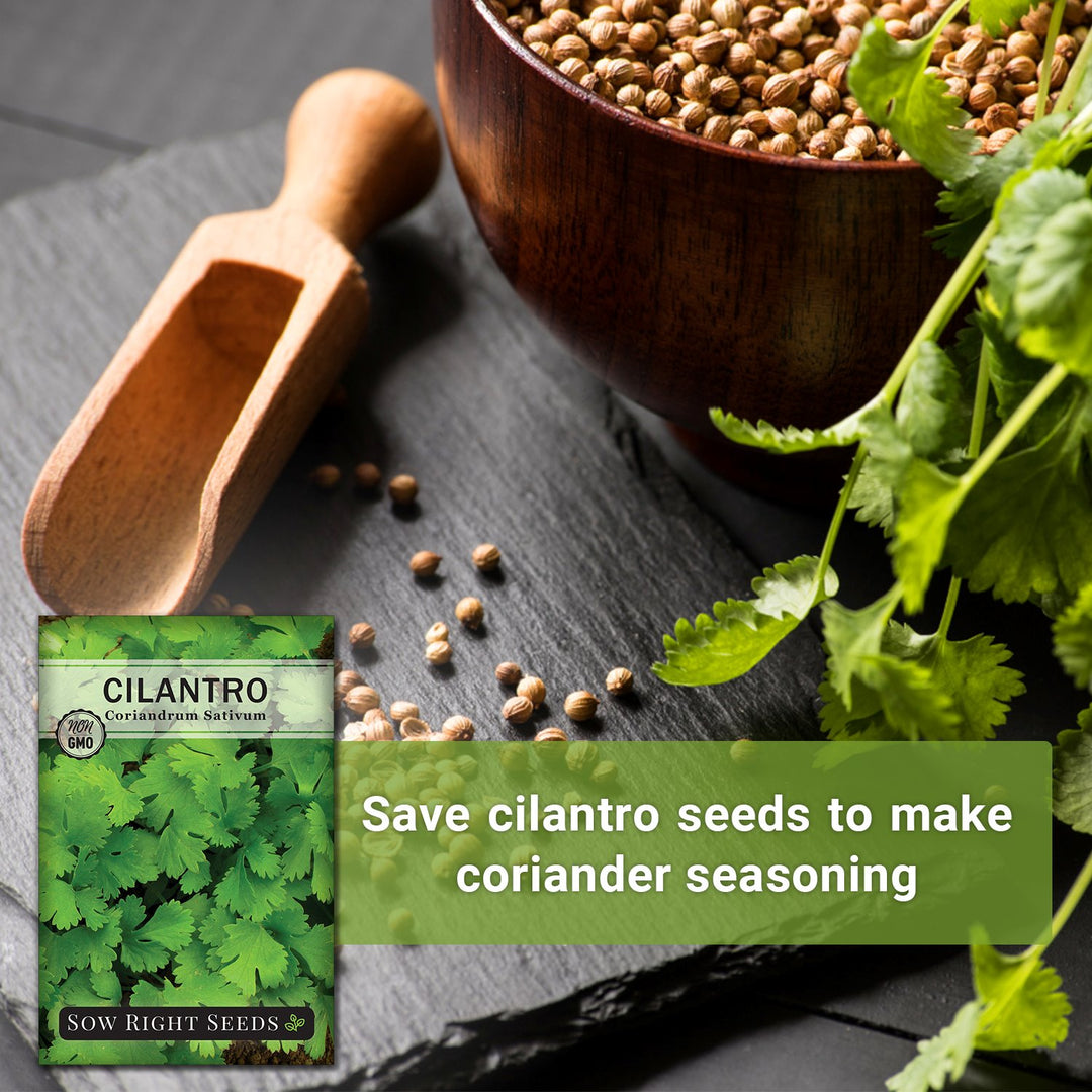 Cilantro Seeds
