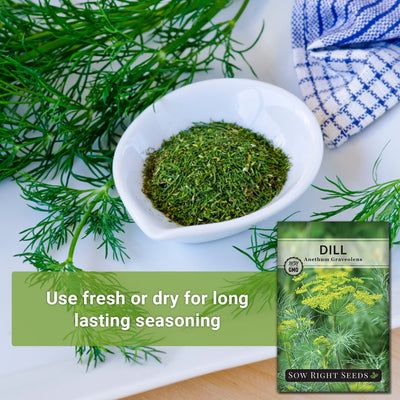 dried and fresh dill herb use for long lasting seasoning