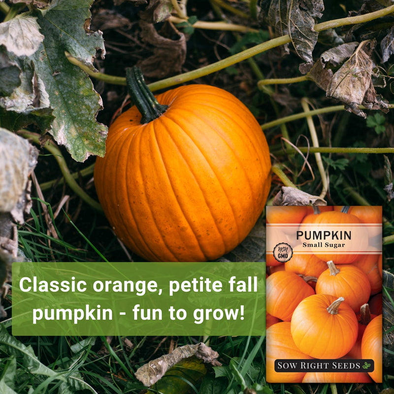 small pumpkin seeds for planting Small Sugar Pumpkin Seeds for Planting