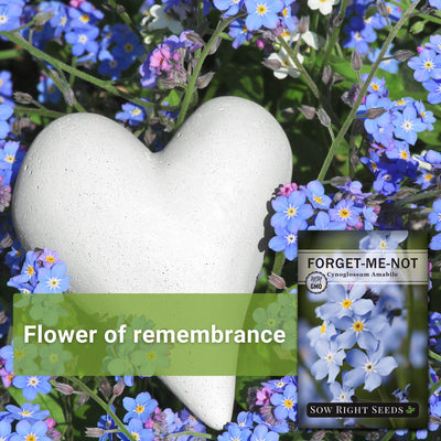 forget-me-not plants surrounding a stone hear flower of remembrance