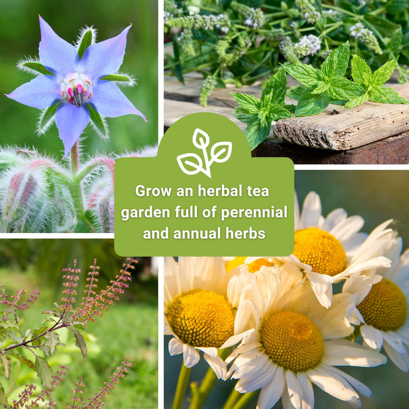 Ten Herbal Tea Collection