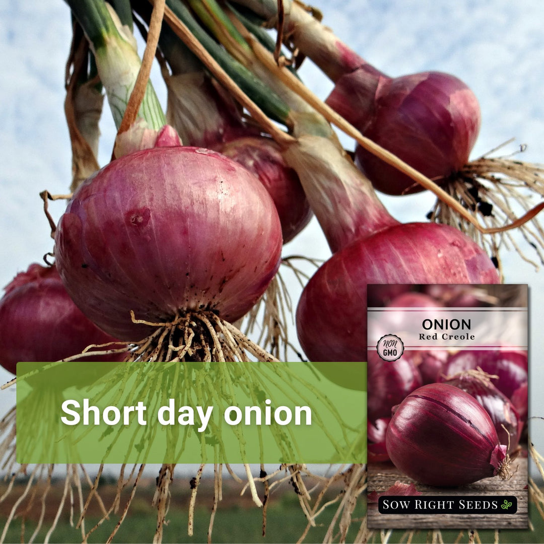 Where to find Red Creole onion seeds without high shipping Where to find Red Creole onion seeds without high shipping