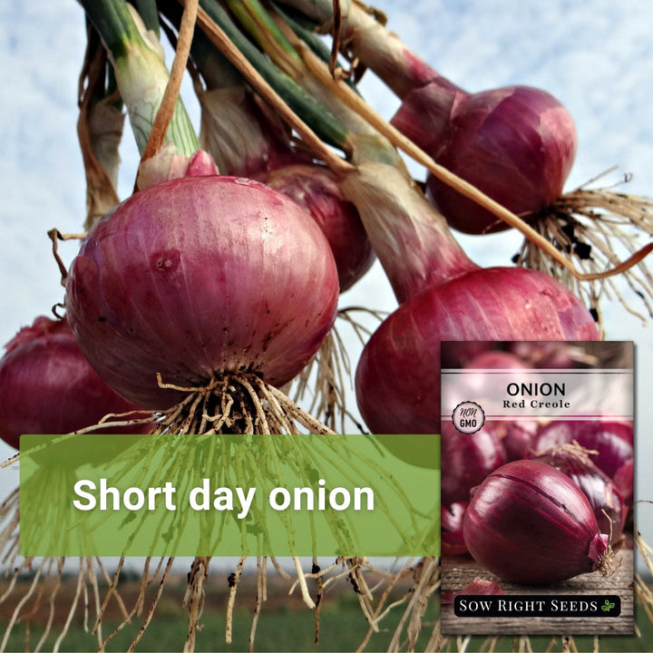 SeedsUA Red Shallot Onion Seeds – Heirloom Non-GMO – 300 Count For Planting