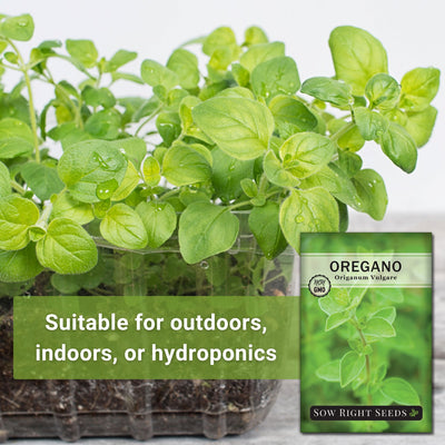 oregano growing indoors suitable for outdoors, indoors, or hydroponics