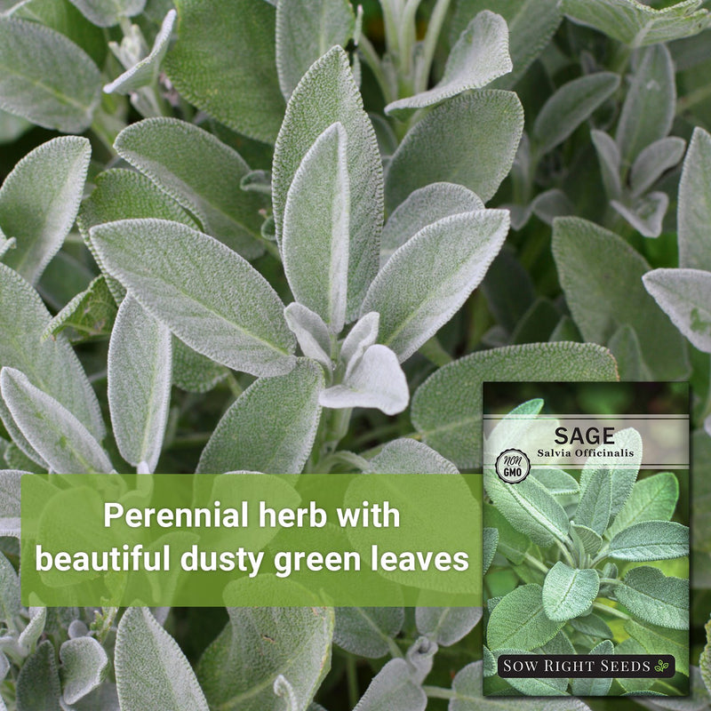 sage herb growing perennial herb with beautiful dusty green leaves