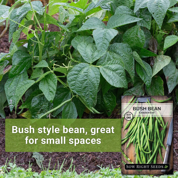 planting bush bean seeds Contender Bush Bean for Planting