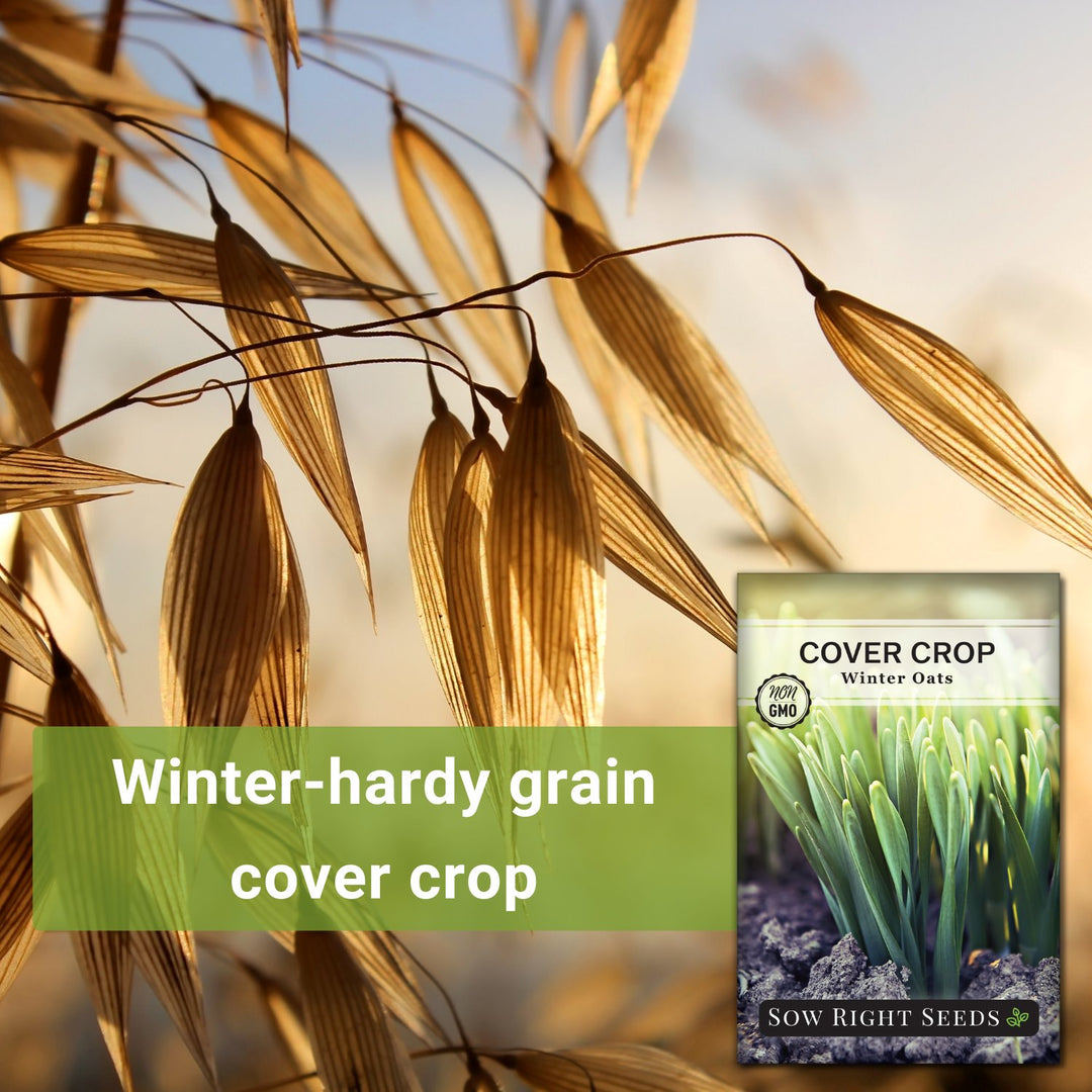 whole oat seeds for planting Winter Oat Cover Crop Seeds for Planting in your Home Garden
