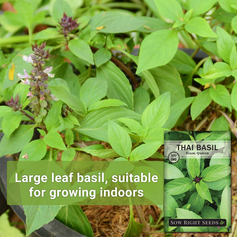 basil growing large leaf basil, suitable for growing indoors
