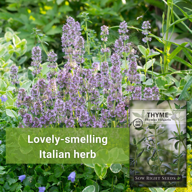 thyme growing outdoors lovely-smelling italian herb