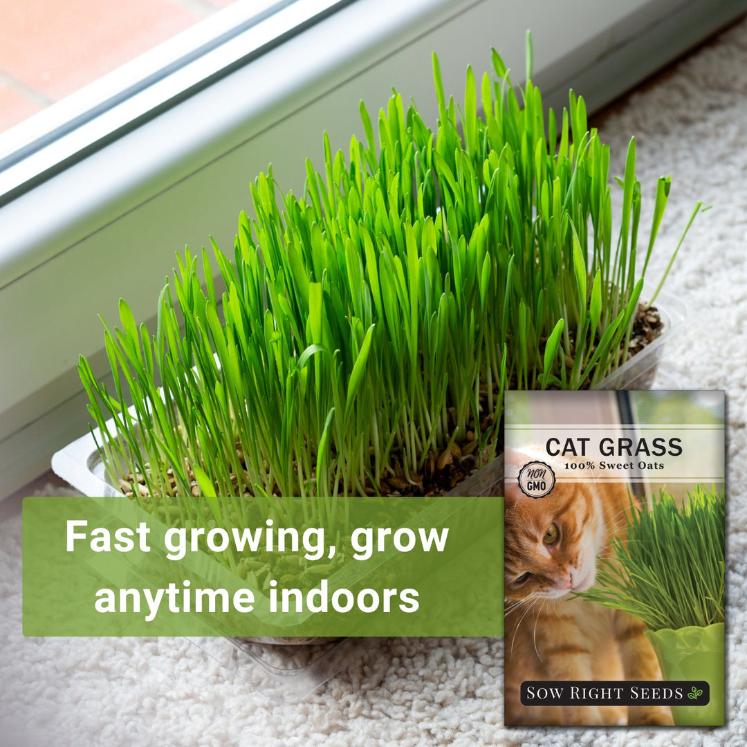 planting cat grass seeds Cat Grass Seeds to Plant