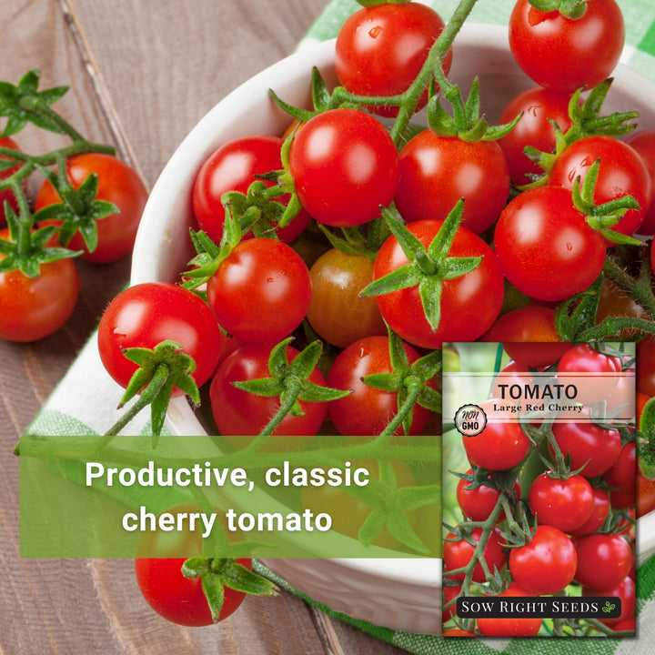 planting red cherry tomato seeds Large Red Cherry Tomato Seeds for Planting