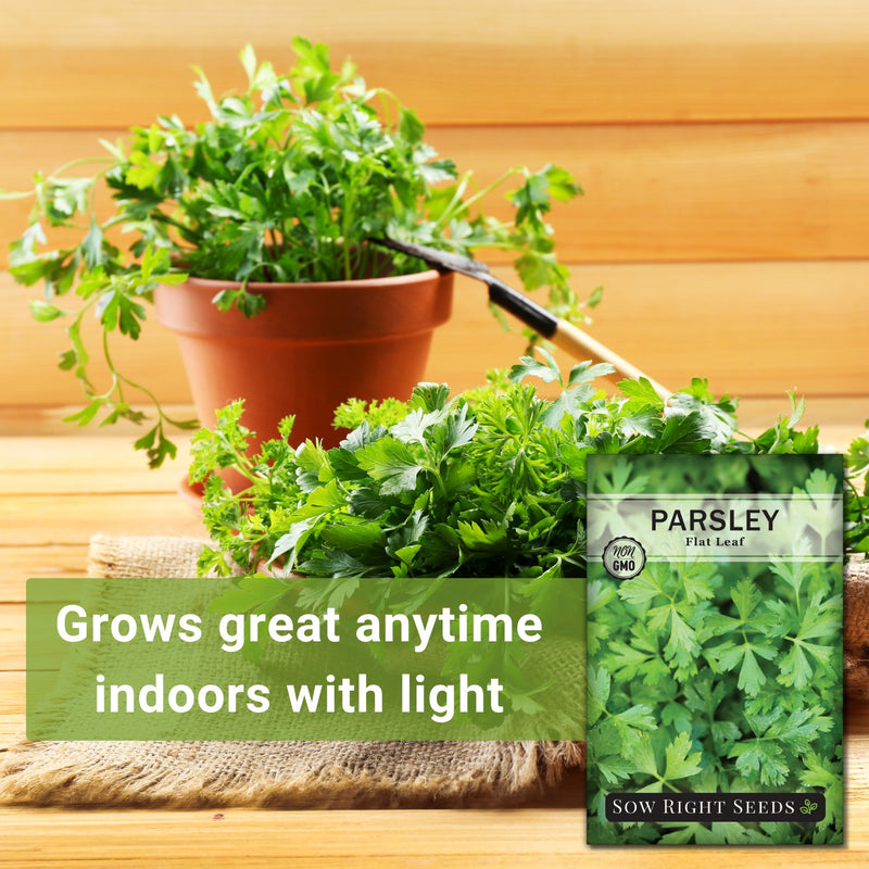 parsley growing in a pot grows great anytime indoors with light