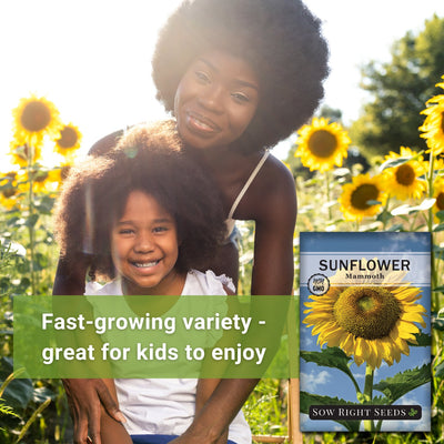 family in a sunflower field fast-growing variety - great for kids to enjoy