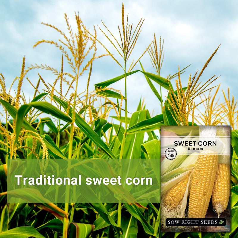 corn stalks growing traditional sweet corn