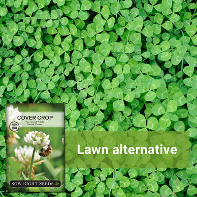 clover plants as a lawn alternative in your home garden